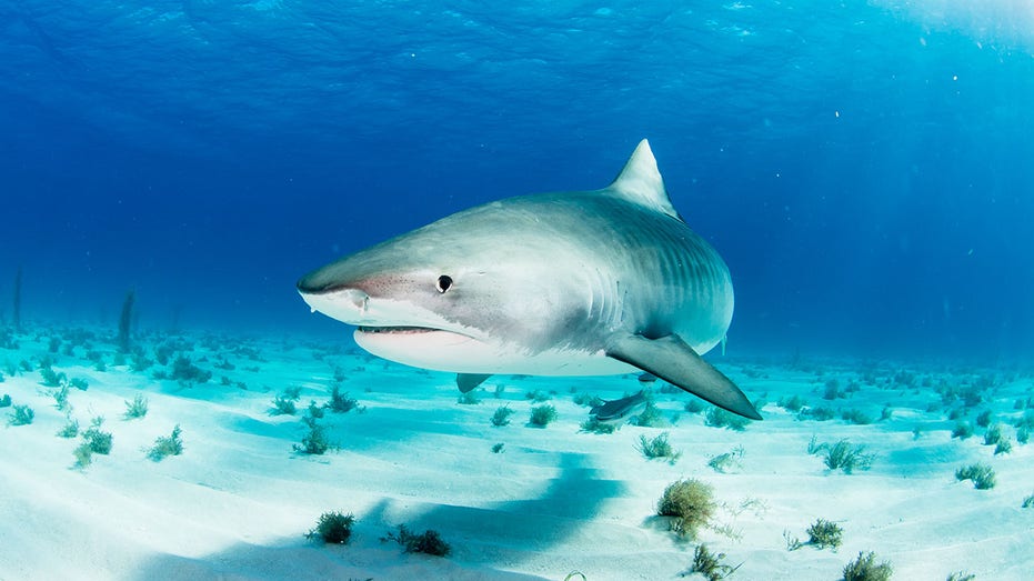 Sharks in Bahamas found to have cocaine and other drugs in their systems, study says Insurance Yet